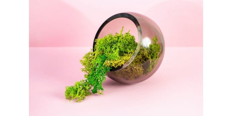 4 idei de ornamente cu licheni decorativi