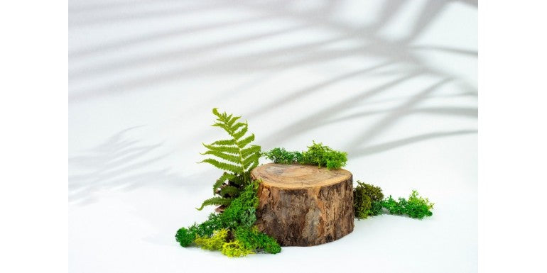 3 idei DIY cu licheni stabilizati pentru locuinta ta