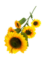 Photoroom_20241217_114320