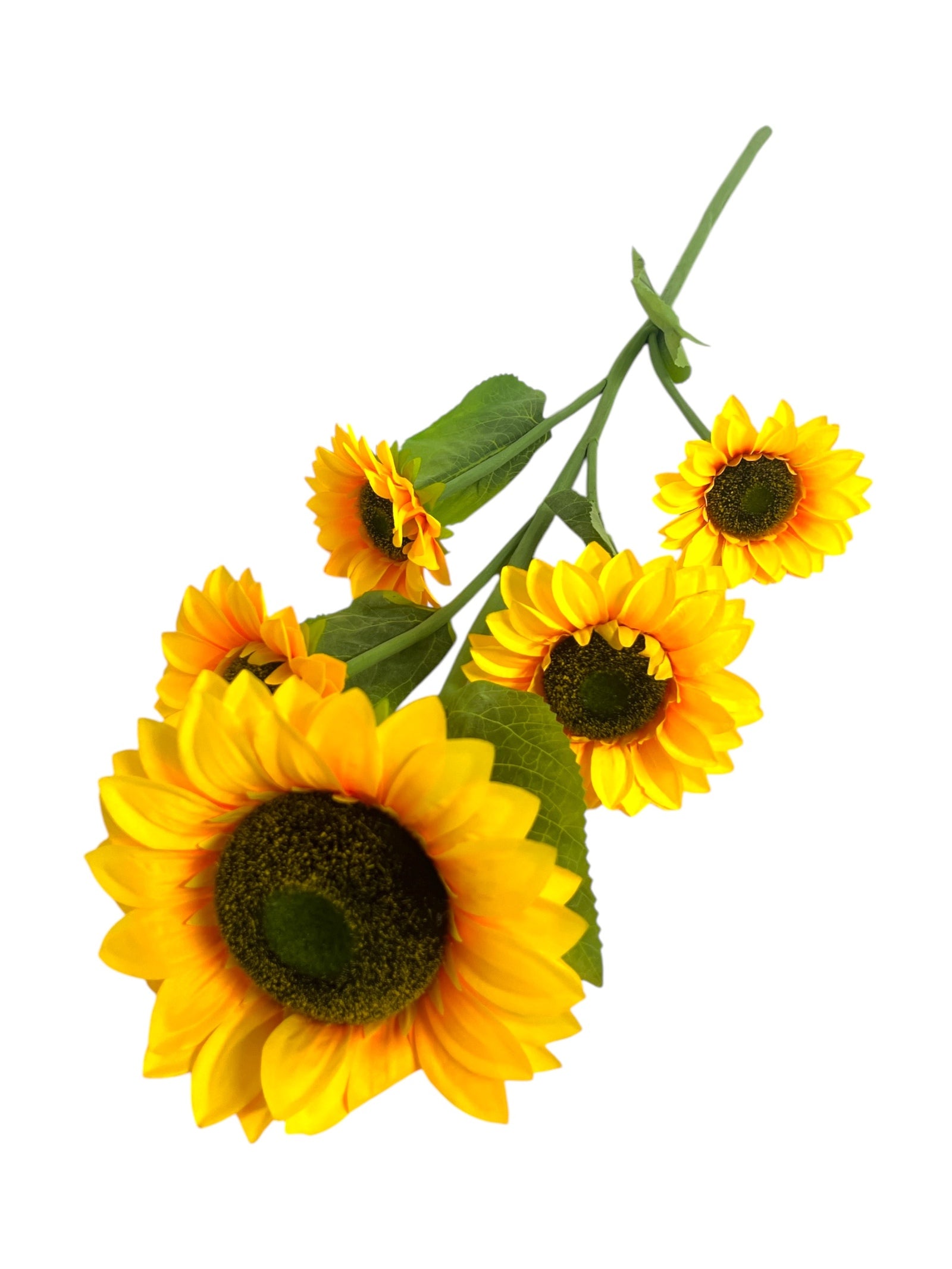 Photoroom_20241217_114320