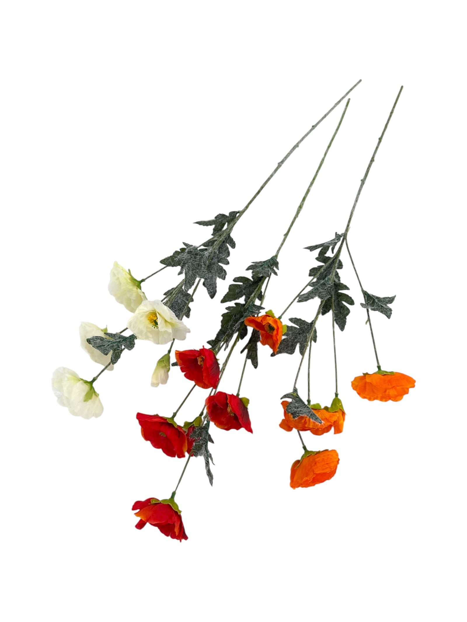 Photoroom_20250620_160745