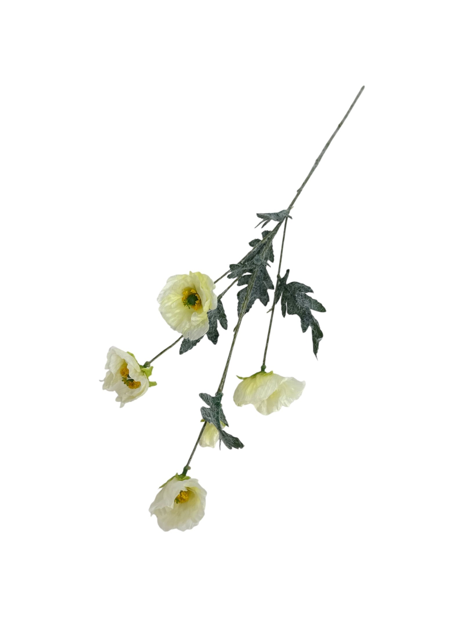 Photoroom_20250621_101444