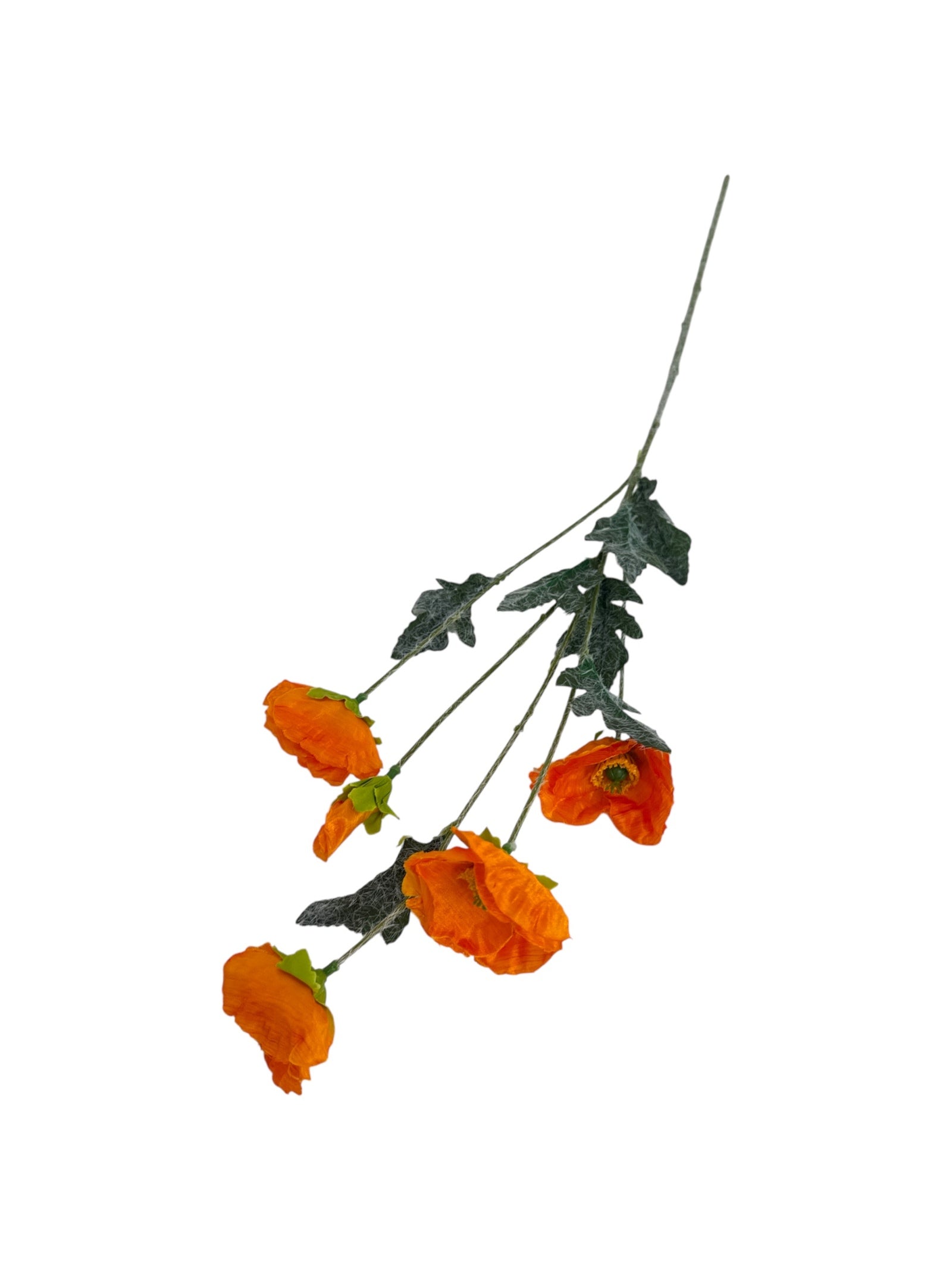 Photoroom_20250621_101743