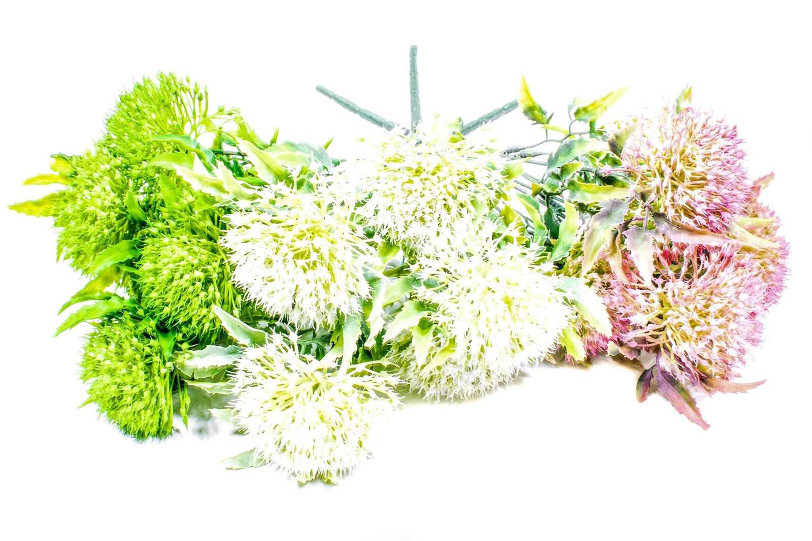 ciulini-cu-frunze-late-verde