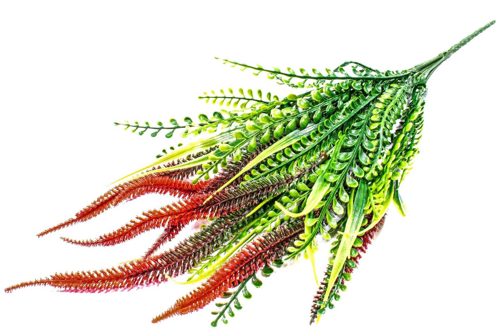 buchet-creasta-curcanului-subtire-verde