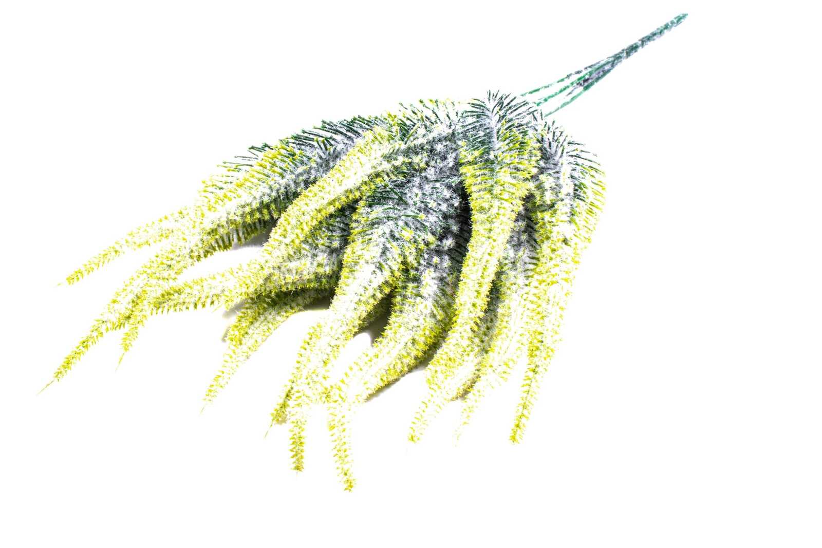 buchet-creasta-curcanului-groasa-galben