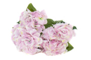 flori-artificiale-buchet-hortensie-5-flori-alb