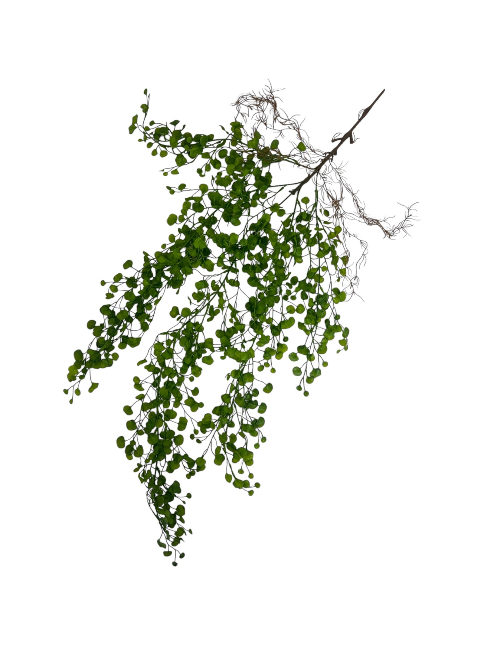 Photoroom_20250208_111052