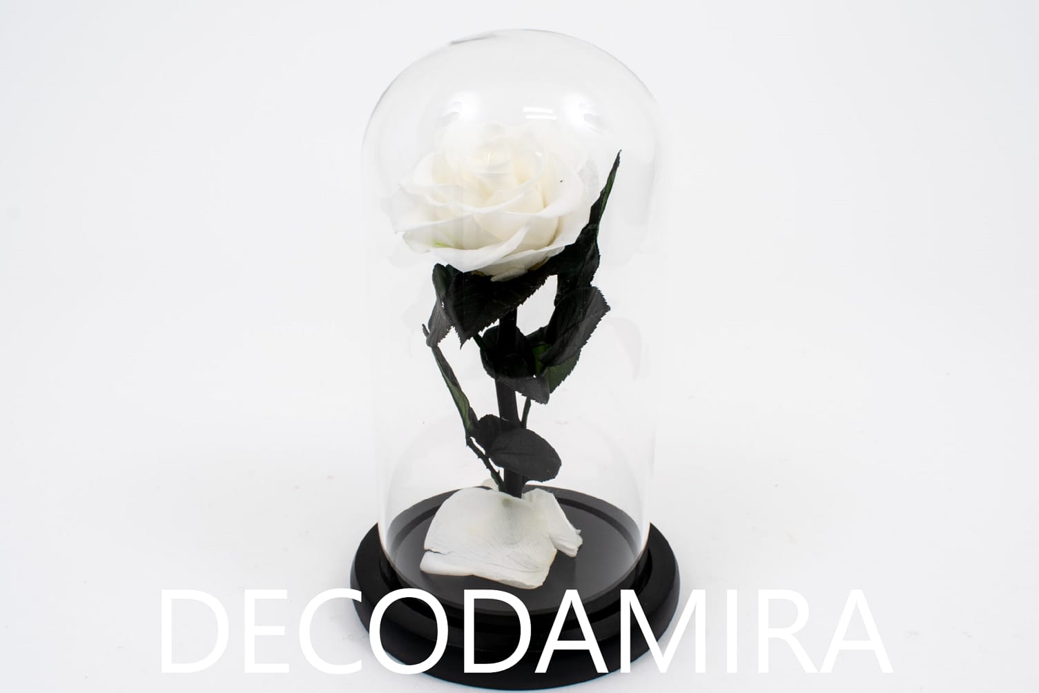 trandafiri-criogenati-in-cupola-alb