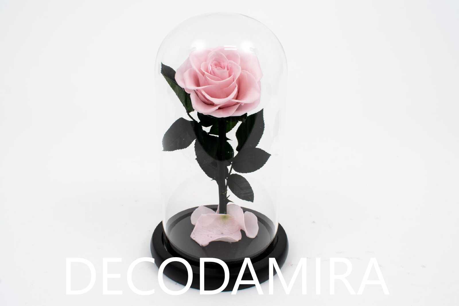 trandafiri-criogenati-in-cupola-roz