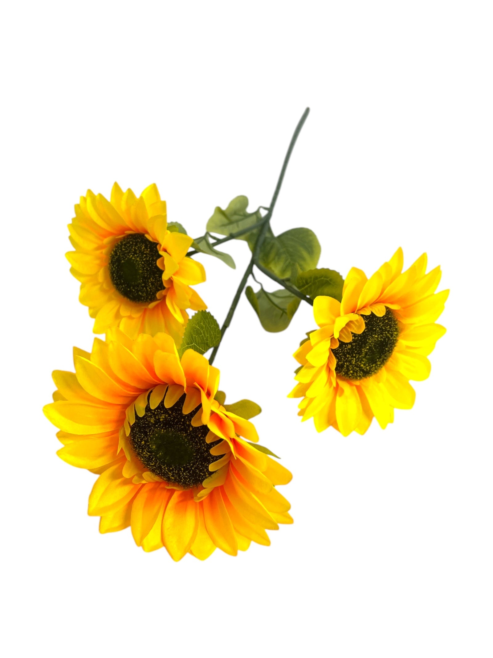 Photoroom_20241217_114330