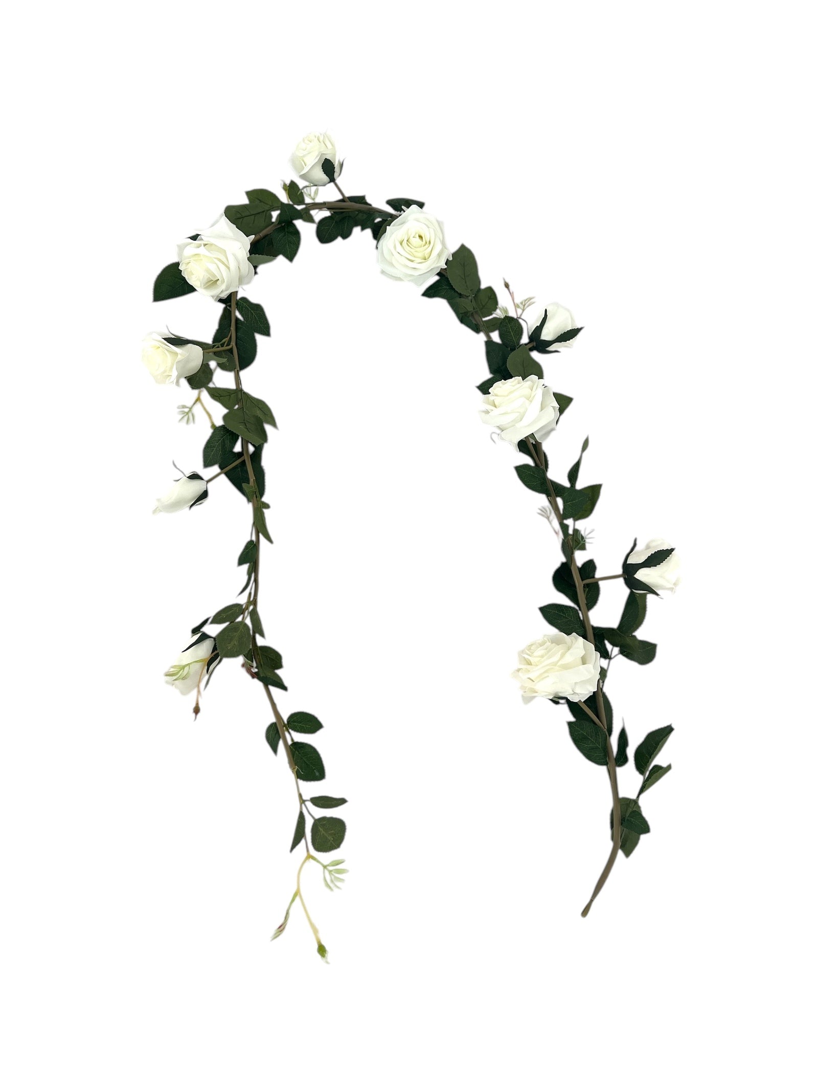 Photoroom_20250312_164626