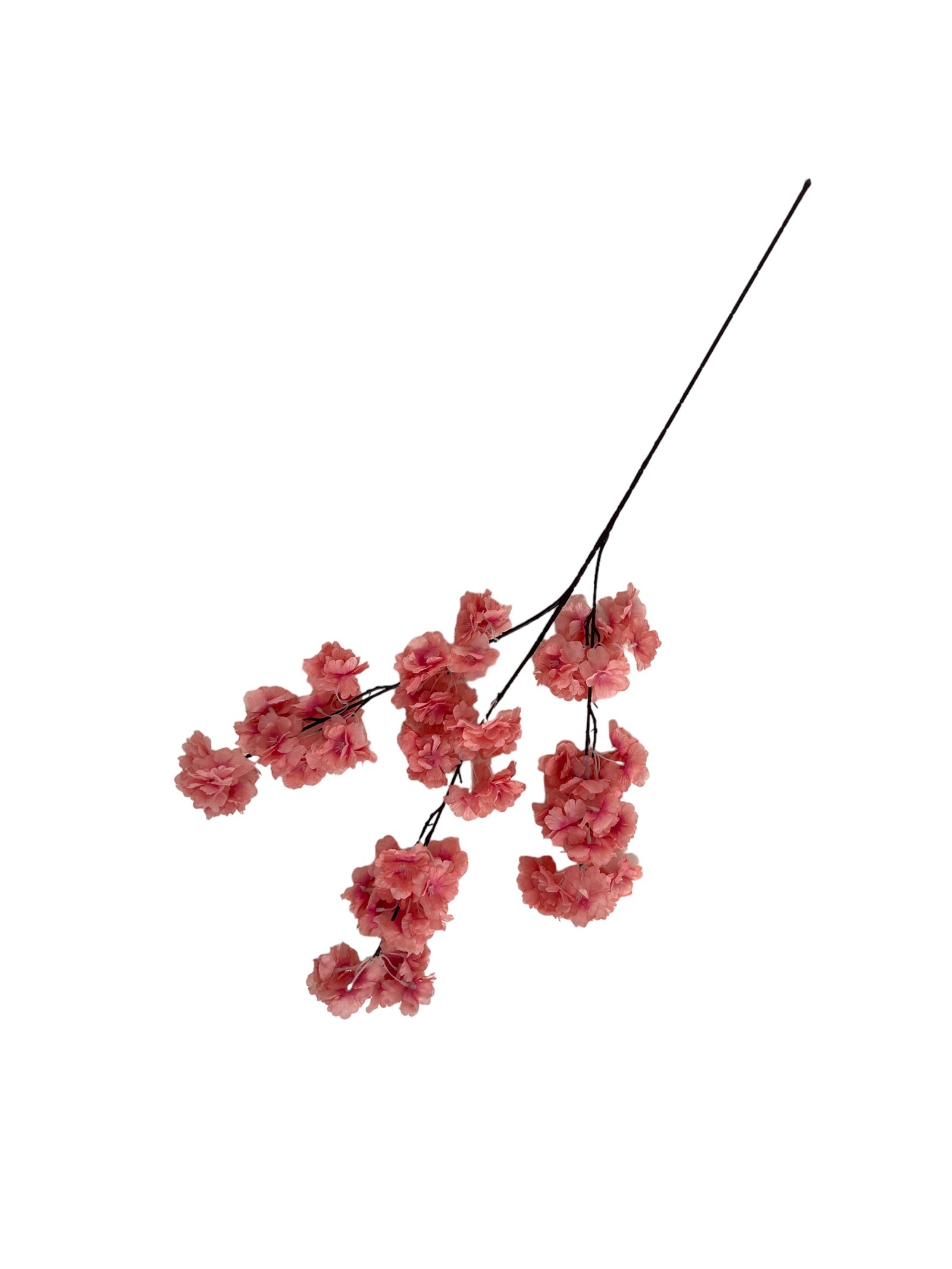 Photoroom_20240211_131050