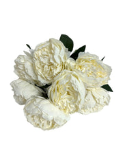 Photoroom_20250124_112303