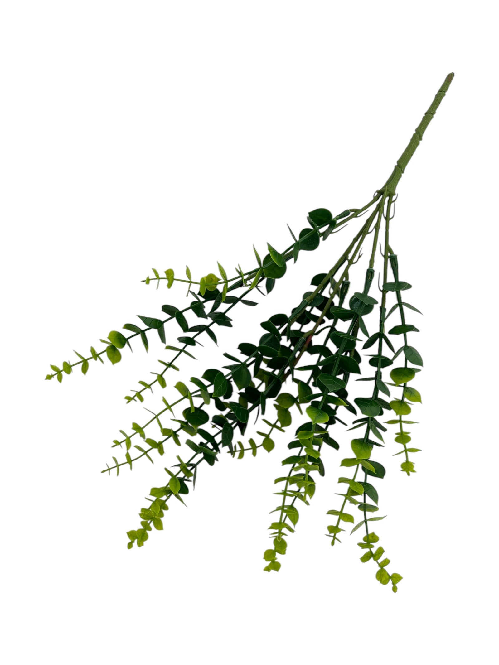 Photoroom_20250123_114157 4