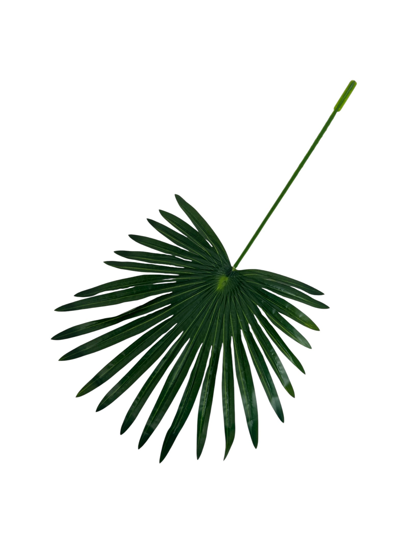 Photoroom_20250208_115332