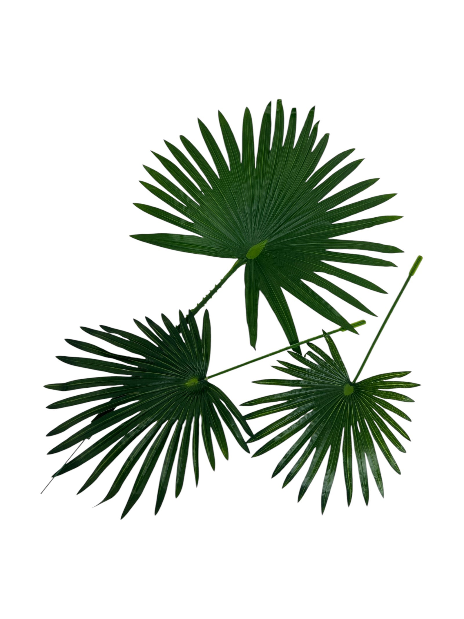 Photoroom_20250208_120649