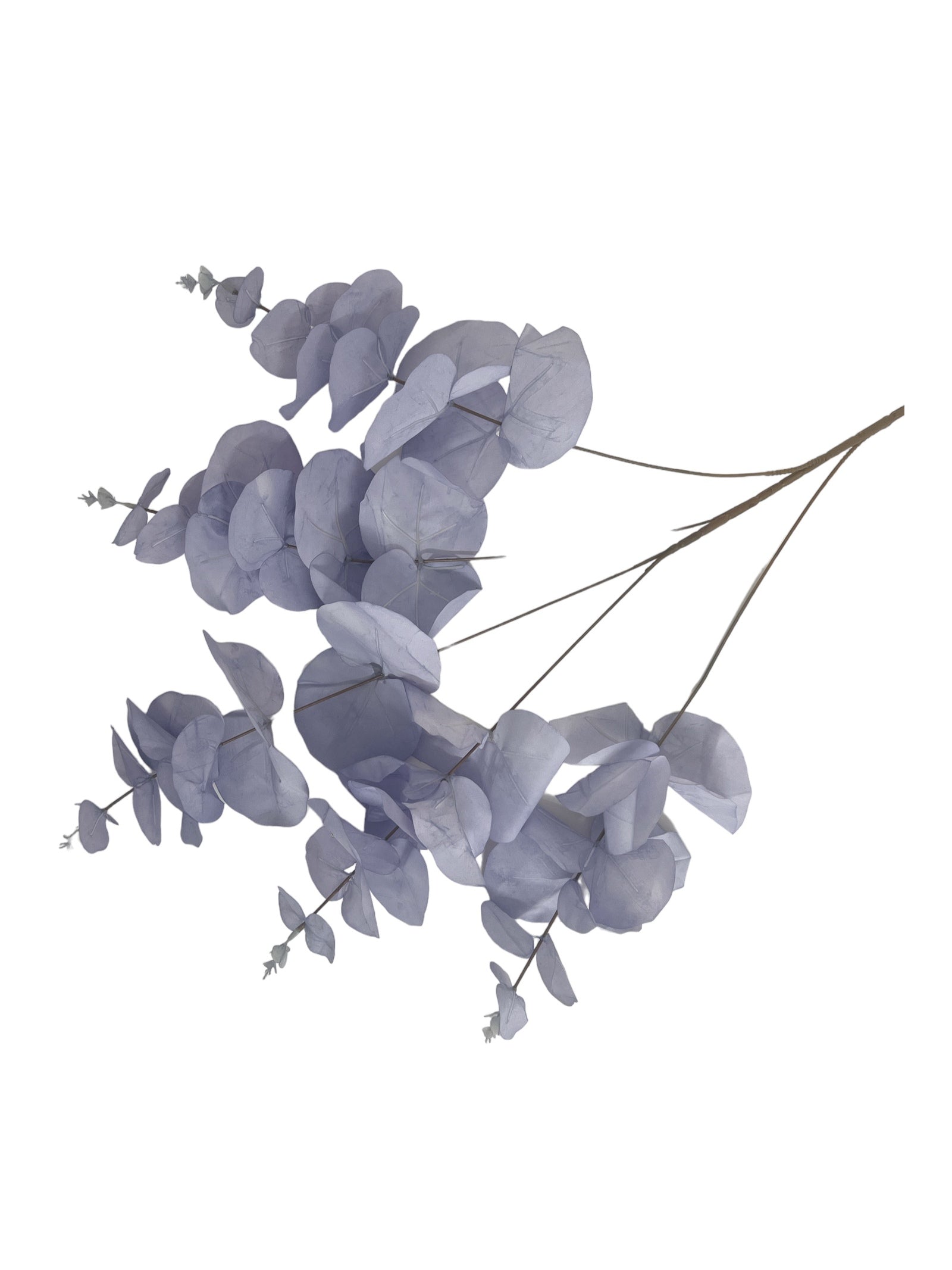 Photoroom_20240213_150421