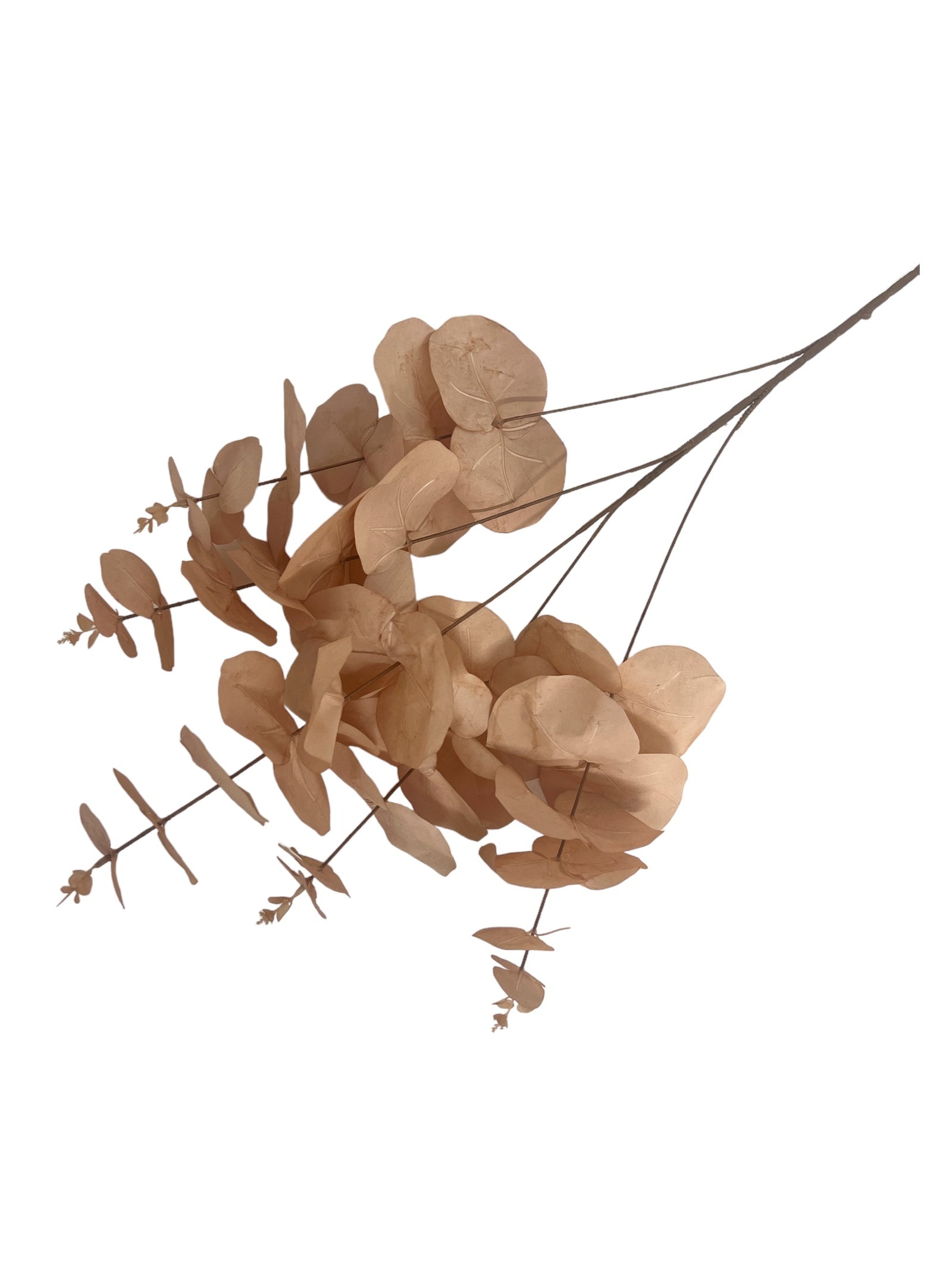 Photoroom_20240213_151305