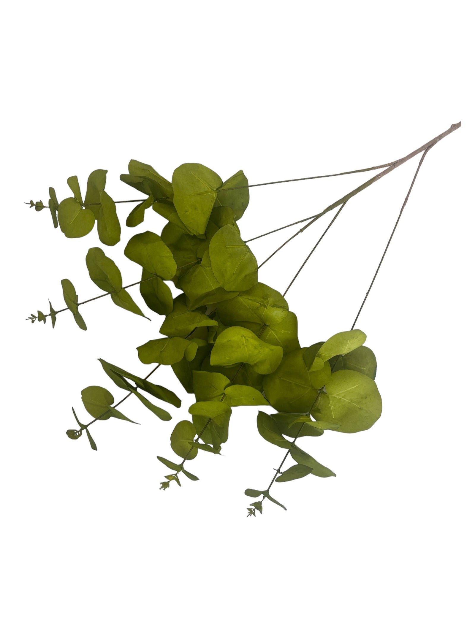 Photoroom_20240213_151412