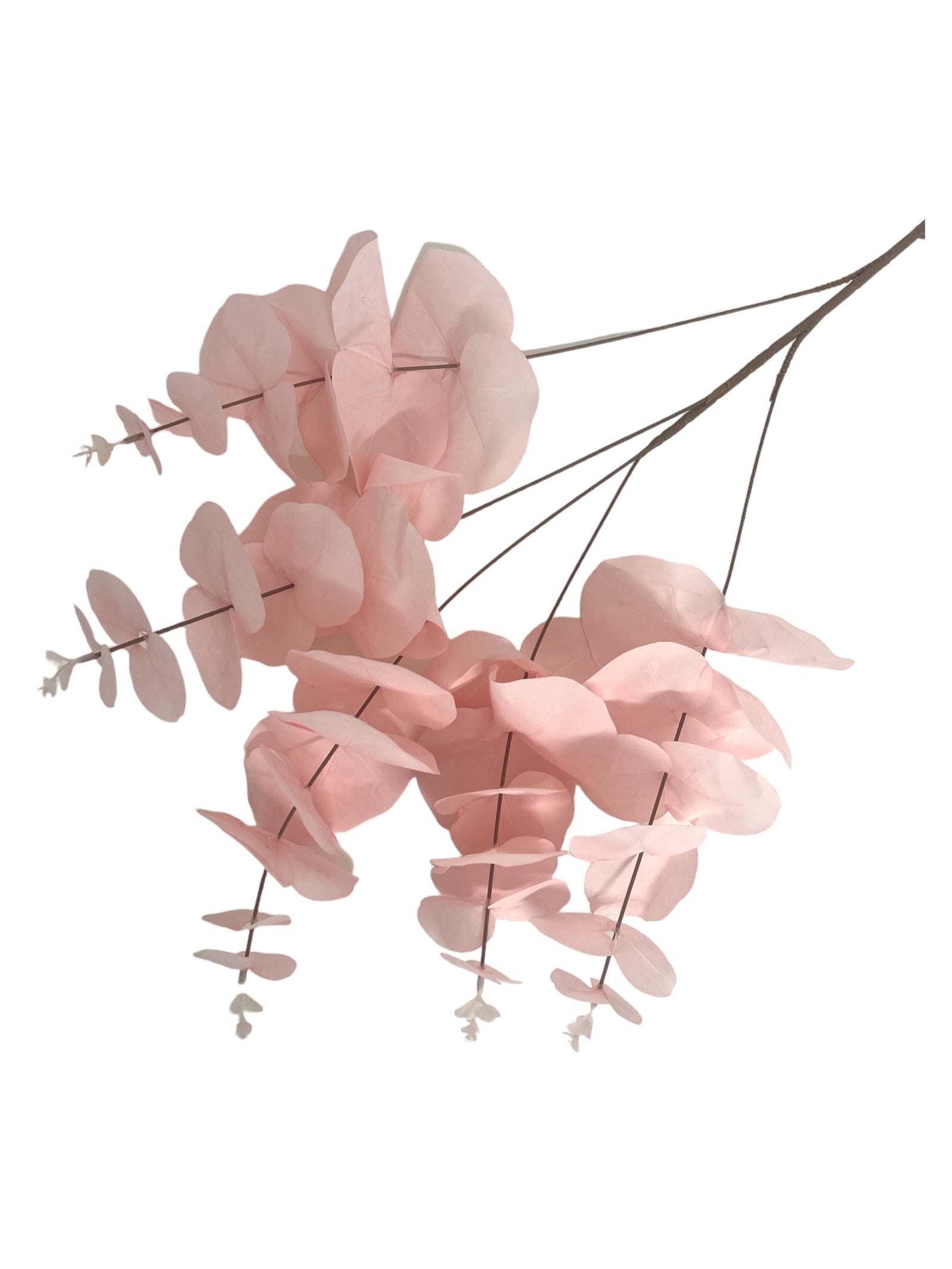 Photoroom_20240213_151535