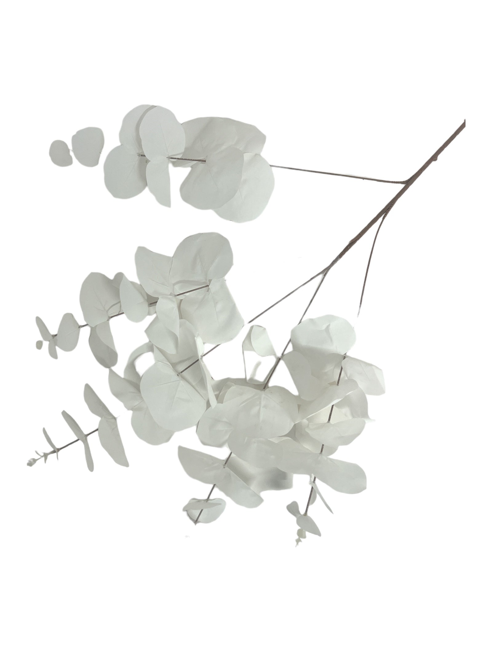 Photoroom_20240213_151703