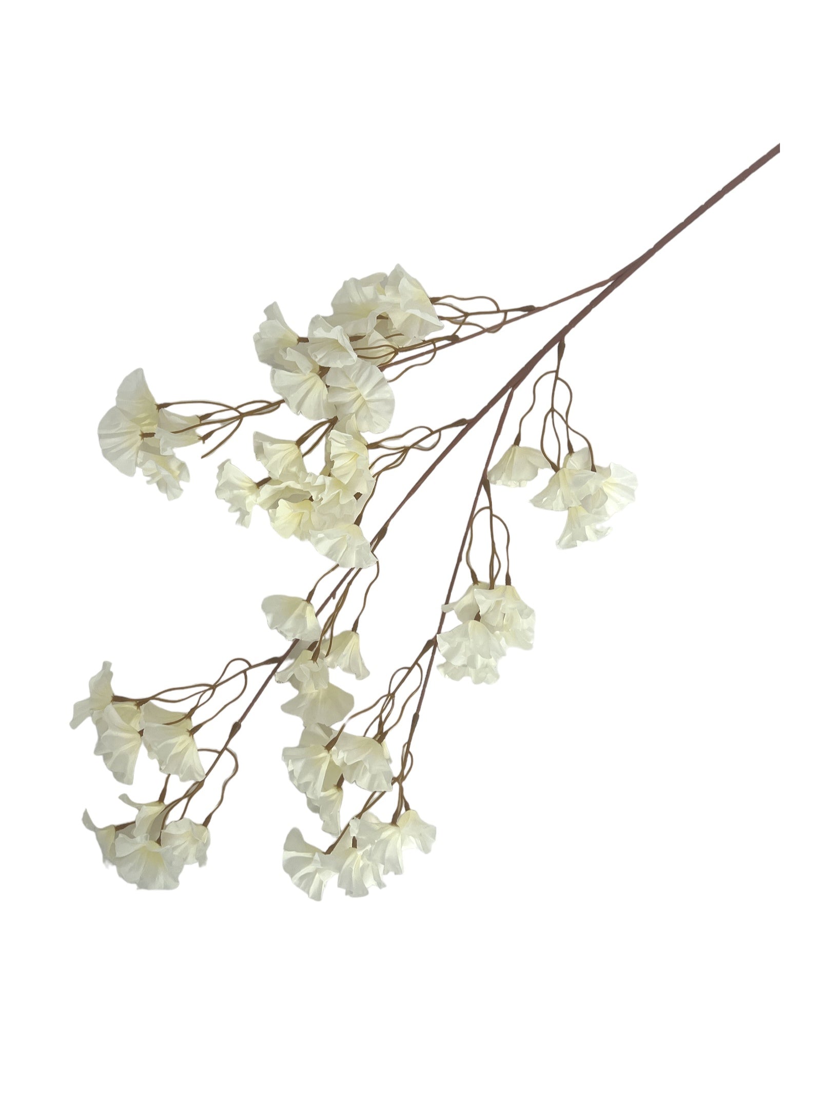 Photoroom_20240213_145722