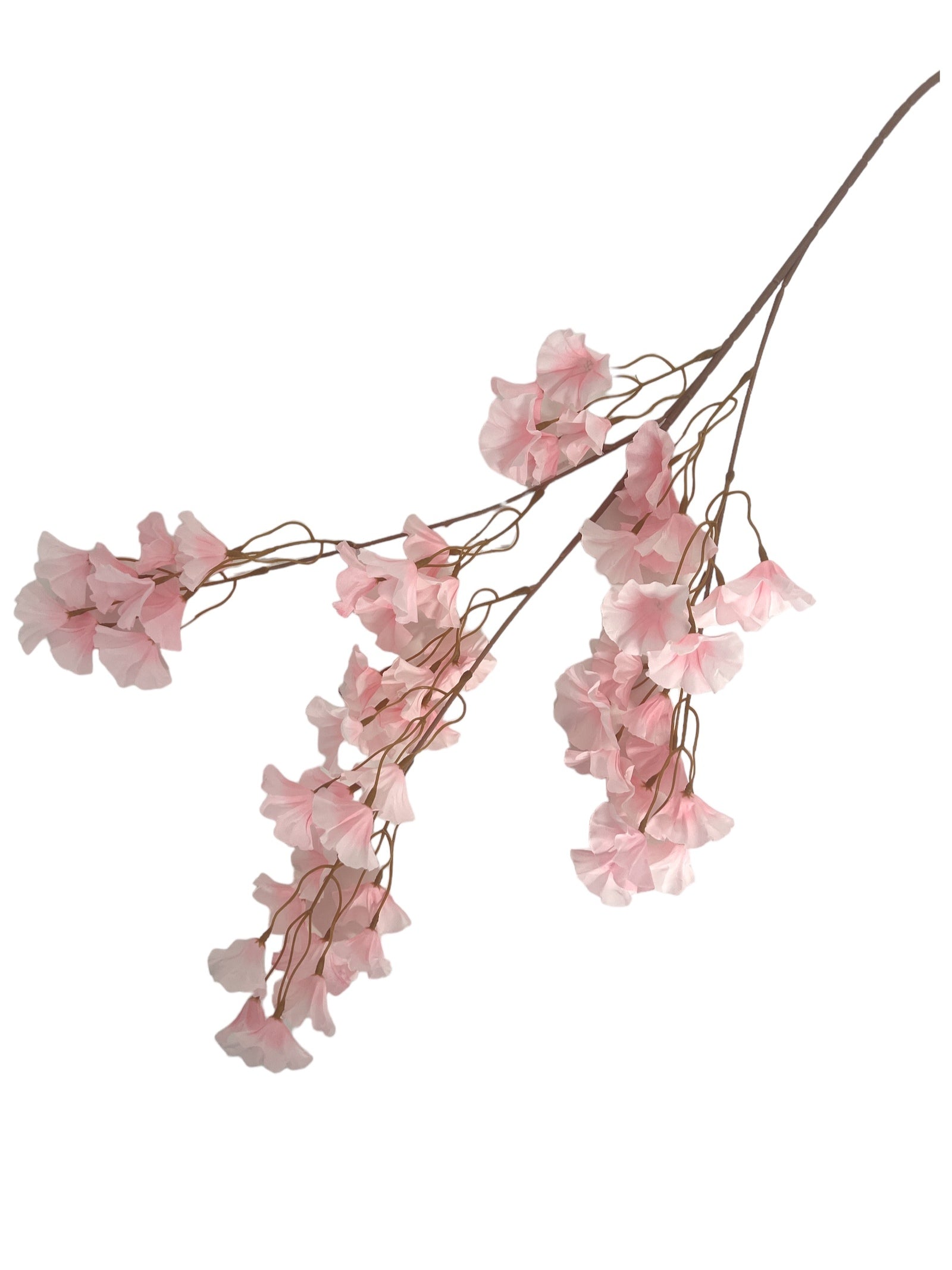 Photoroom_20240213_150054