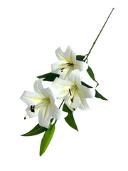 Photoroom_20241217_114415