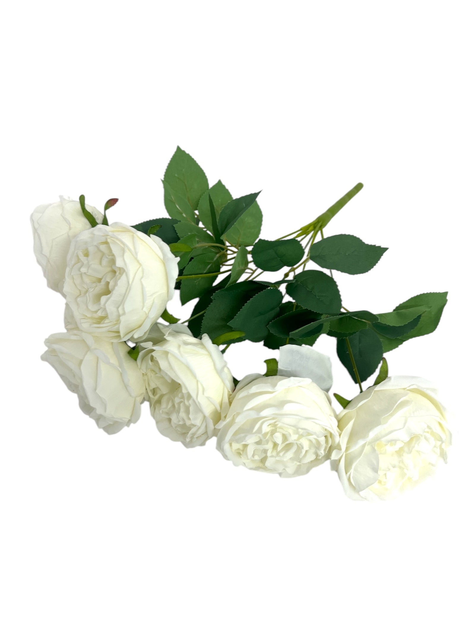 Photoroom_20241217_114608