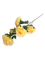 Photoroom_20241216_201129