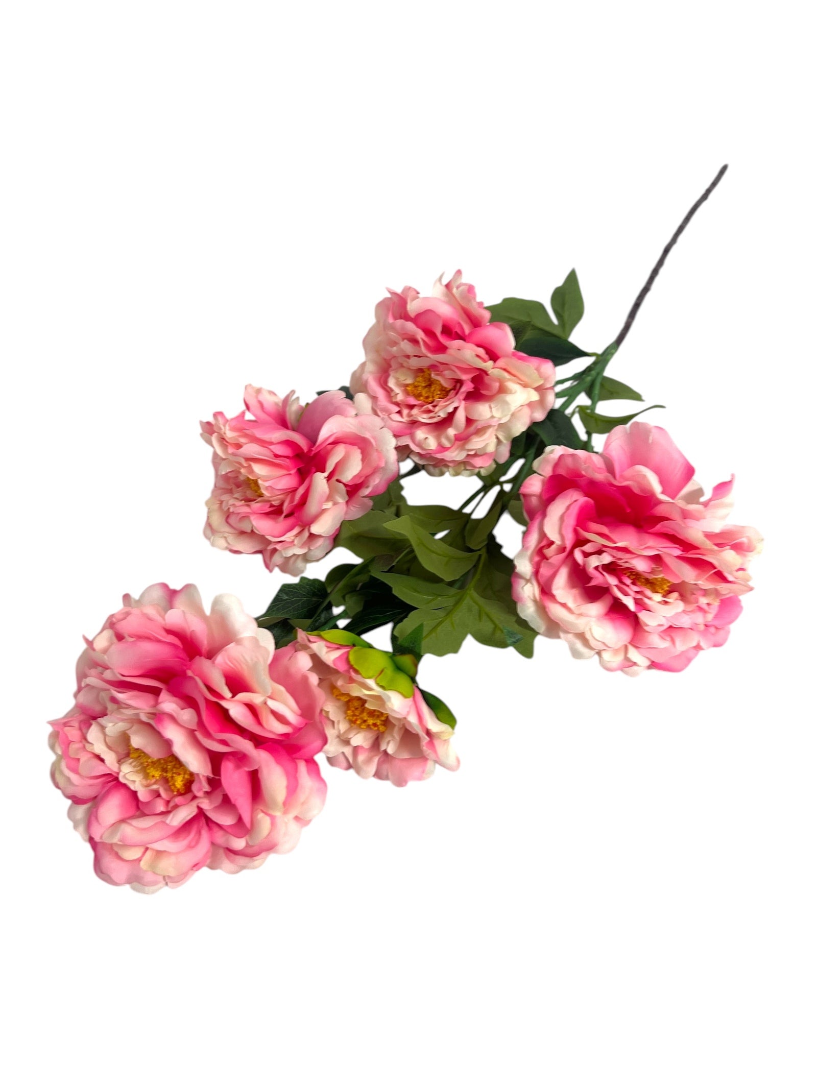 Photoroom_20241217_114244