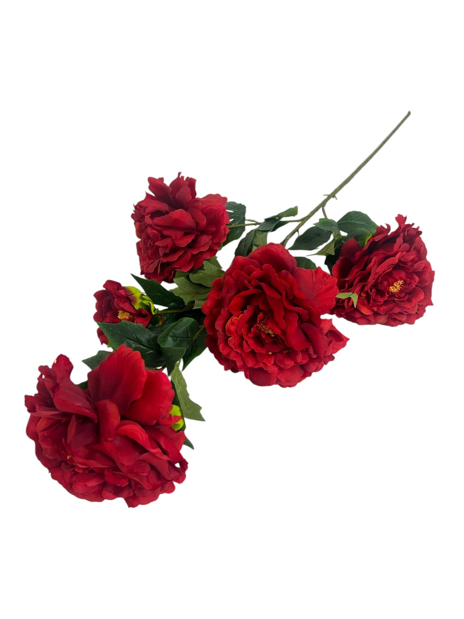 Photoroom_20241217_114235