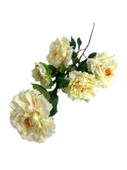 Photoroom_20241217_114303