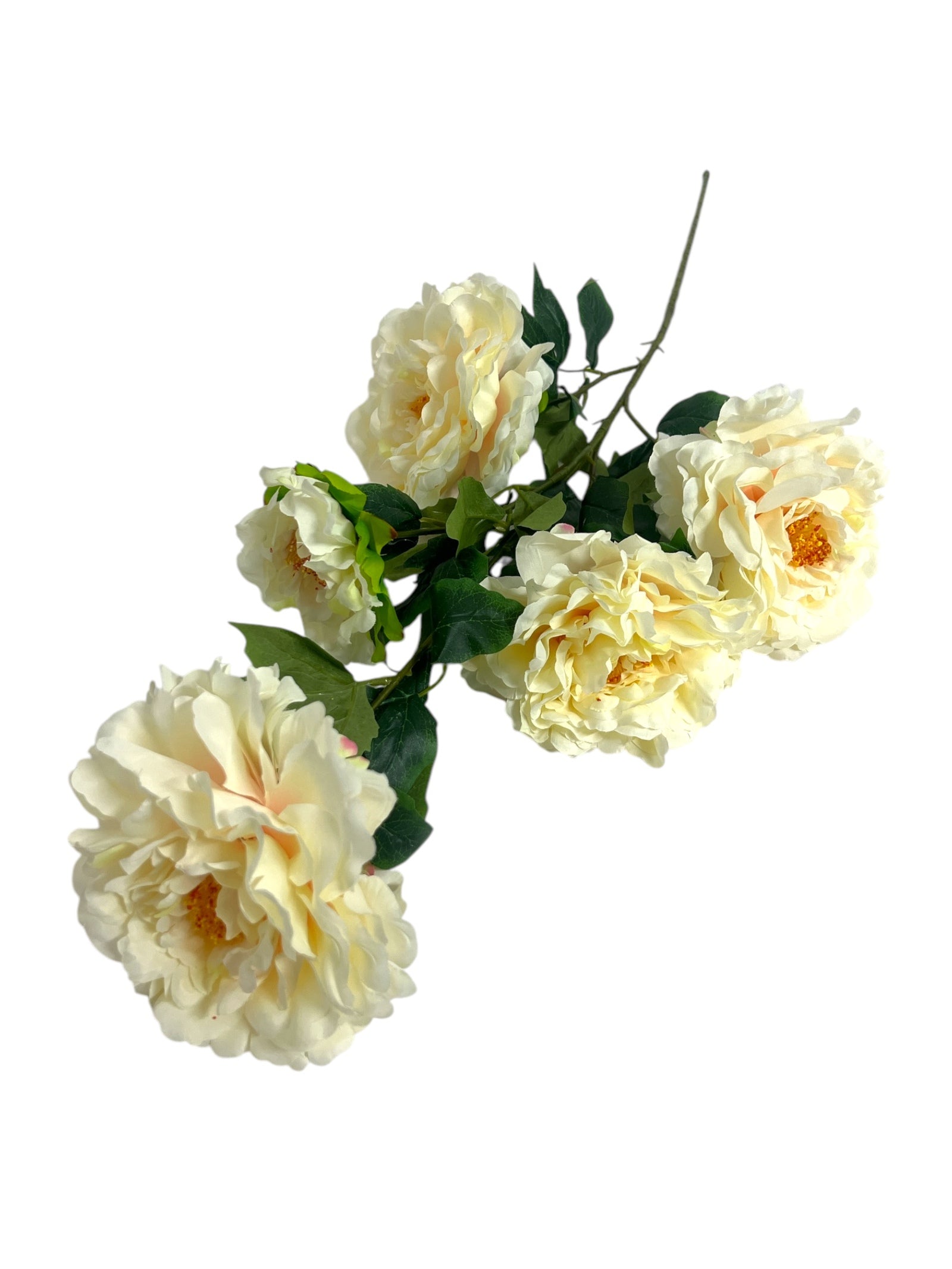 Photoroom_20241217_114303