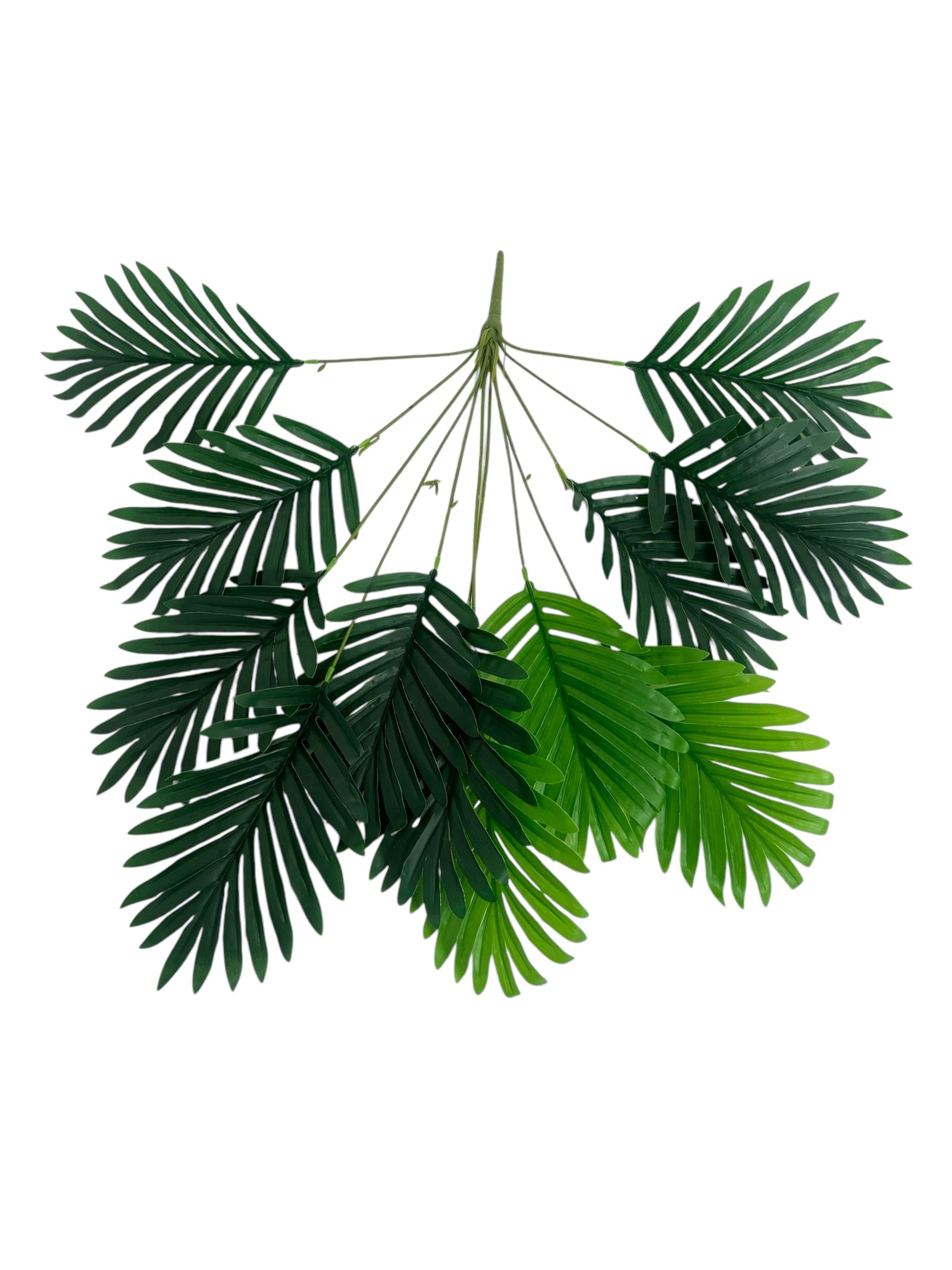 Photoroom_20241217_114436