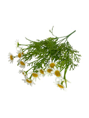 Photoroom_20250111_094239