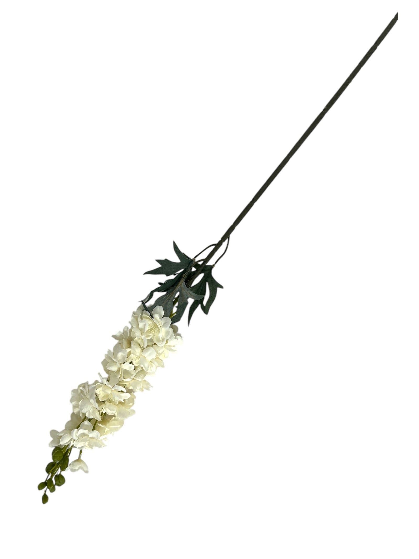 Photoroom_20250123_111421 4