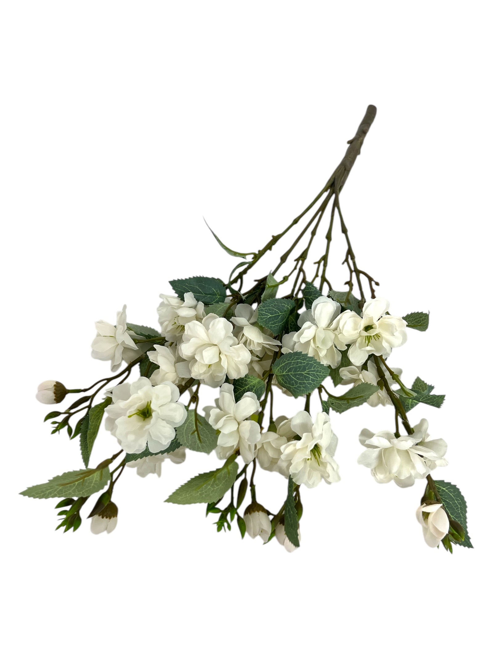 Photoroom_20250123_115709 4