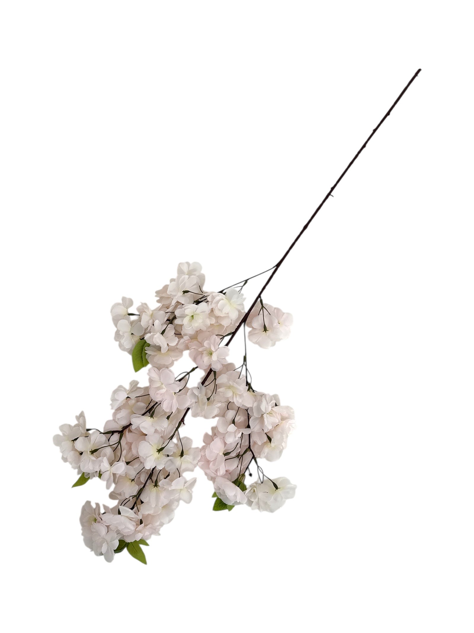 Photoroom_20250613_172426