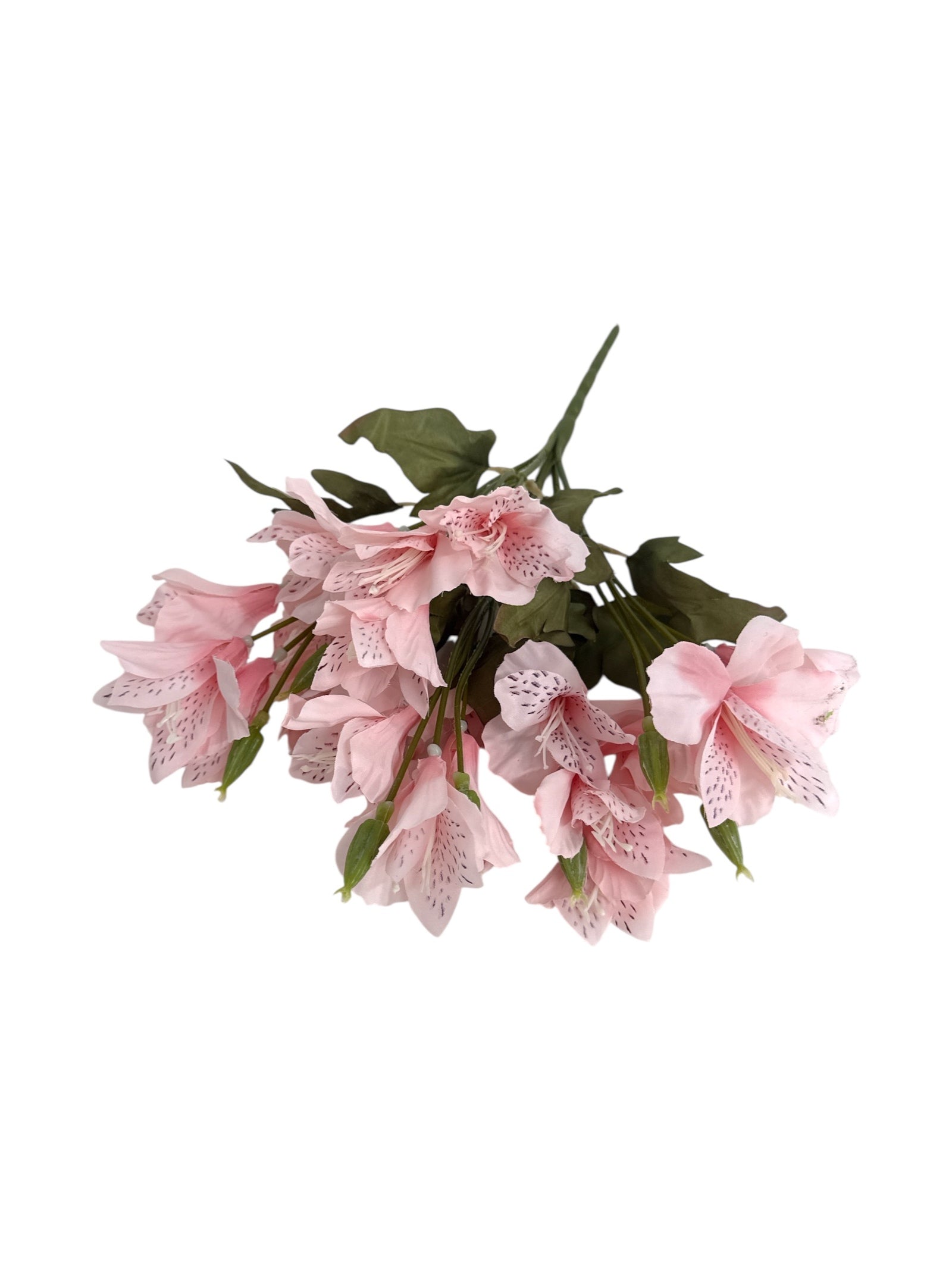 Photoroom_20250621_101955