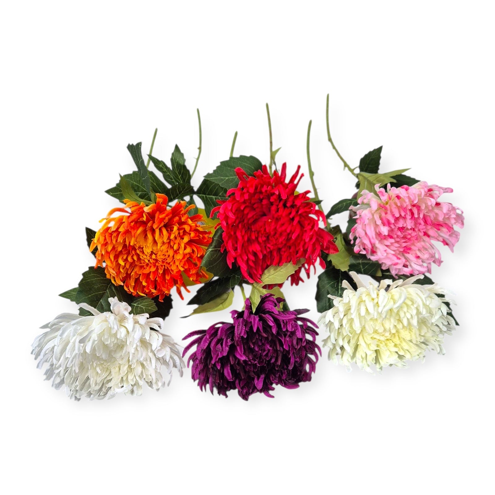 Photoroom_20251008_133411