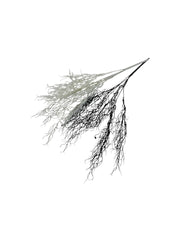 Crengi Artificiale Uscate pentru Aranjamente Decorative